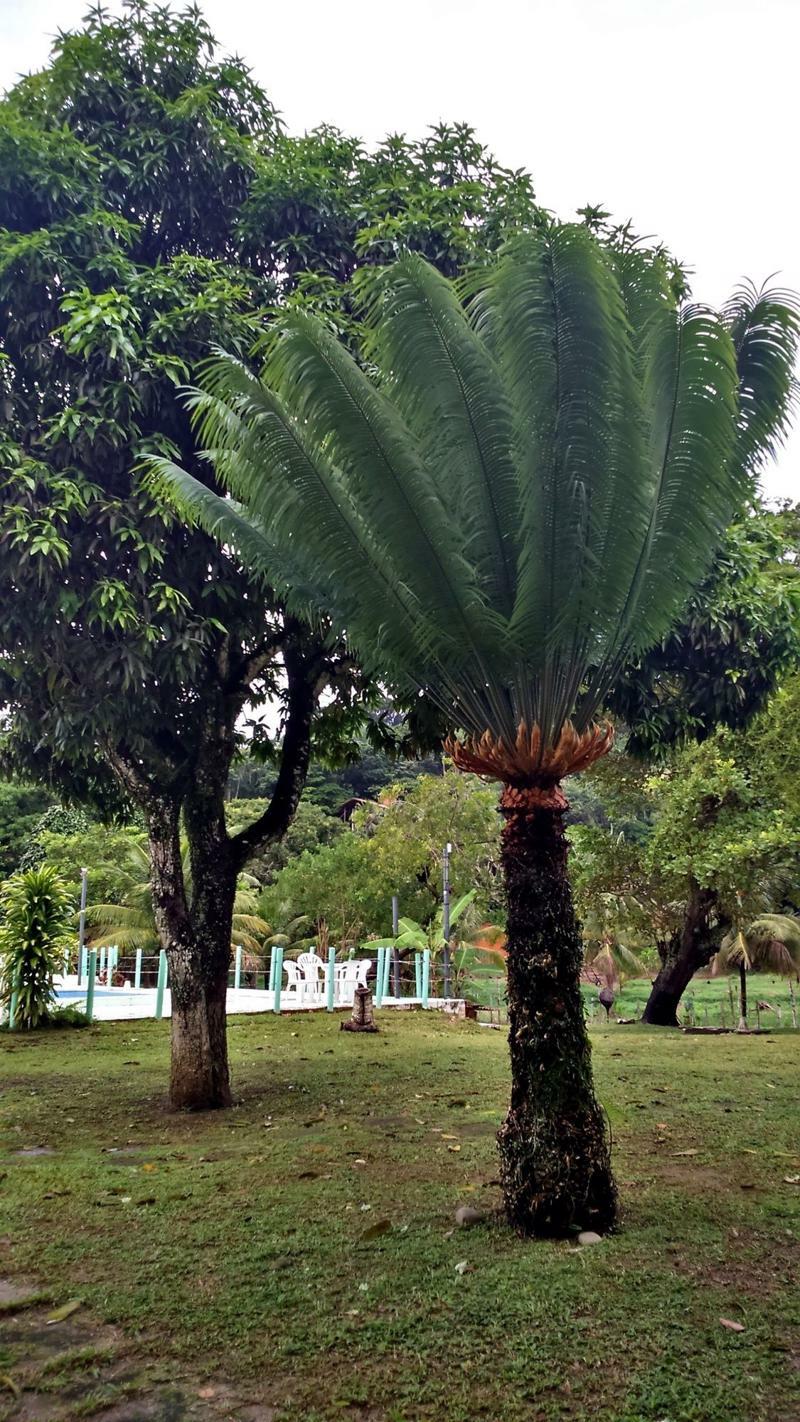 Pousada Sitio Paraiso Итакаре Экстерьер фото
